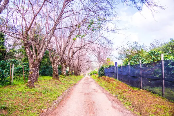 Chiangmai, Tayland 'da kiraz çiçeği parkı..