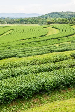 Tayland, Tayland 'da çay çiftliği.