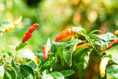 Bitkide taze biber, Tayland