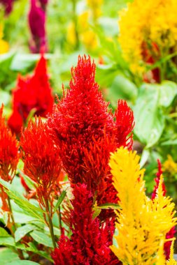 Common Horoz Tarağı Çiçeklerinin Kapanışı, Tayland.