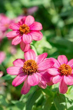 Doğal arka planı olan Zinnia çiçeği, Tayland.