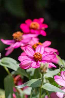 Doğal arka planı olan Zinnia çiçeği, Tayland.