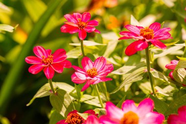 Doğal arka planı olan Zinnia çiçeği, Tayland.