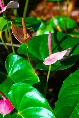 Doğal arka planı olan Anthurium çiçeği, Tayland.