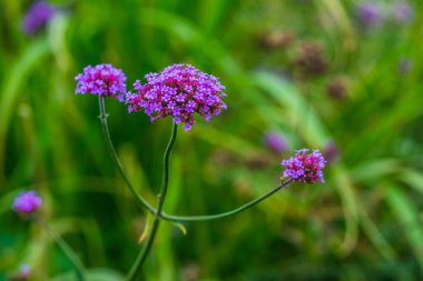 Tayland 'da Verbena çiçekleri.