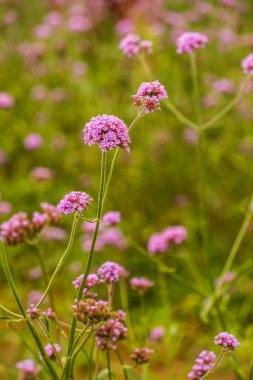 Tayland 'da Verbena çiçekleri.