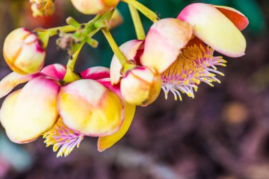 Tayland 'da Gülle Çiçeği ya da Sal Çiçeği