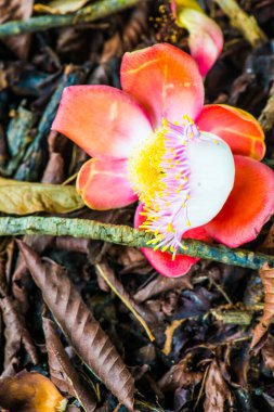 Cannonball Flower or Sal Flower in Thai, Thailand