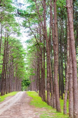 Tayland 'daki Boa Keaw Silvikültürel Araştırma İstasyonu' ndaki Çam Tarlalarının manzarası.