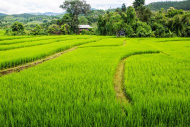 Tayland 'da pirinç tarlaları.