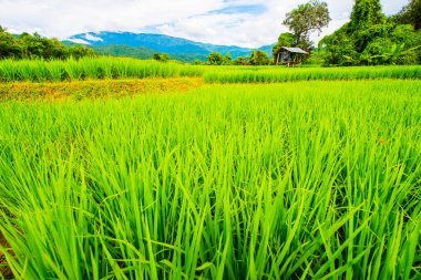 Tayland 'da pirinç tarlaları.