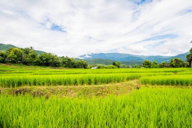 Tayland 'da pirinç tarlaları.