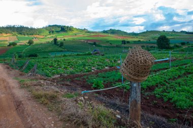 Chiang Mai, Tayland 'da Mae Chaem bölgesinin dağ manzaralı tarım alanı.