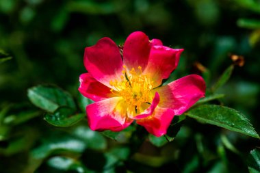 Pembe Gül veya Pembe Gül Bahçede, Tayland.