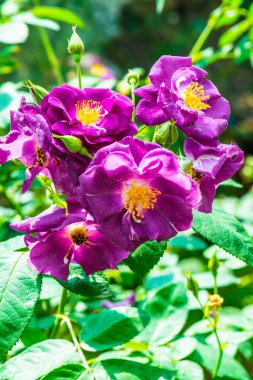 Hans Gonewein Rose veya Violet Rose in Garden, Tayland.