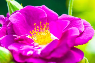 Hans Gonewein Rose veya Violet Rose in Garden, Tayland.