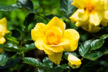 Tayland, Garden 'da Güneş Gülü ya da Violet Gülü.