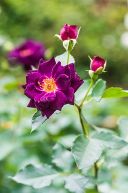 Midnight Blue Rose veya Dark Violet Rose in Garden, Tayland.