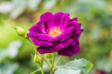 Midnight Blue Rose veya Dark Violet Rose in Garden, Tayland.