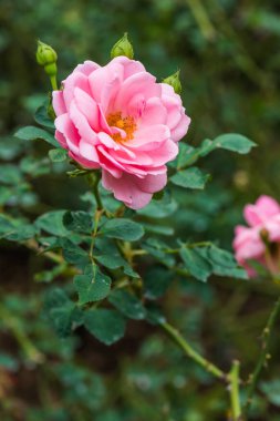 Milrose veya Pembe Gül Bahçede, Tayland.