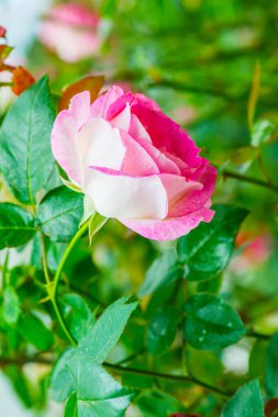 Parthenon Gülü veya Pembe Gül Bahçede, Tayland.