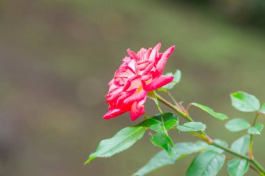 Dreamglo Gülü ya da Tayland Bahçesinde Kırmızı Gül.