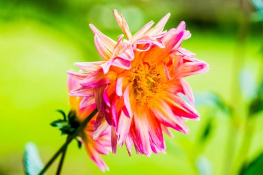 Açık Turuncu Dhalia Çiçeğinin Kapanışı, Tayland.