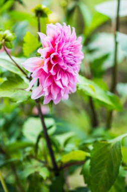 Pembe Dhalia Çiçeğinin Kapanışı, Tayland.