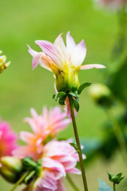 Pembe Dhalia Çiçeğinin Kapanışı, Tayland.