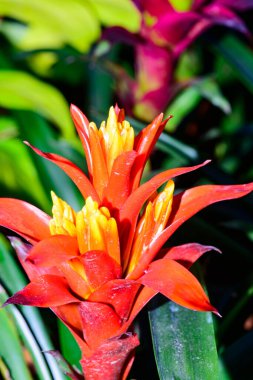 Botanik Bahçesinde Bromeliad Çiçeği, Chiang Mai Eyaleti.