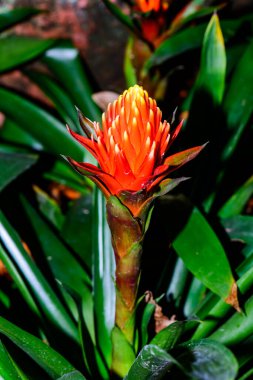 Botanik Bahçesinde Bromeliad Çiçeği, Chiang Mai Eyaleti.