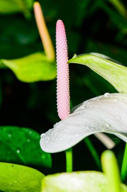 Anthurium hookeri Schott bahçede..