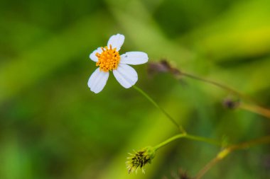 Küçük beyaz çimen çiçeği, Tayland.