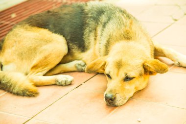 Tayland sosisi seramik zeminde, Tayland.