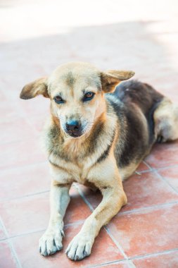 Tayland sosisi seramik zeminde, Tayland.