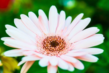 Pembe Gerbera 'nın Kapanışı Park, Tayland.