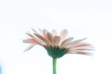 Beyaz Arkaplanda Pembe Gerbera, Tayland.