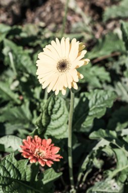 Sarı Gerbera Park, Tayland 'da.