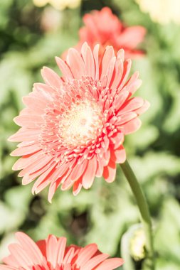 Park, Tayland 'da Turuncu Gerbera