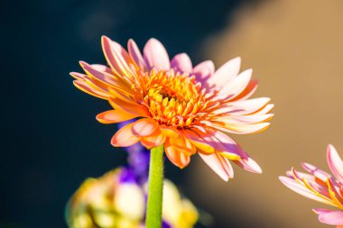 Pembe Gerbera Park, Tayland