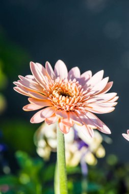 Pembe Gerbera Park, Tayland