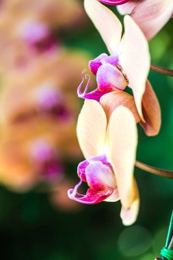 Orkide Çiçeklerinin Kapanışı, Tayland.