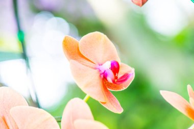 Orkide Çiçeklerinin Kapanışı, Tayland.