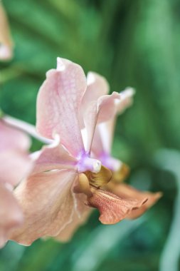 Orkide Çiçeklerinin Kapanışı, Tayland.