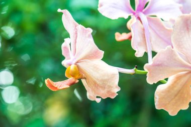 Orkide Çiçeklerinin Kapanışı, Tayland.