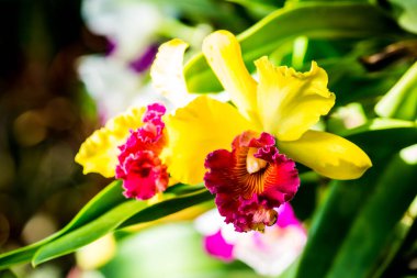 Cattleya Orkidesinin Kapanışı, Tayland