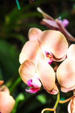 Orkide Çiçeklerinin Kapanışı, Tayland.