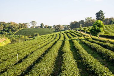 Tayland, Tayland 'da çay çiftliği