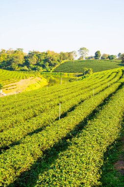 Tayland, Tayland 'da çay çiftliği