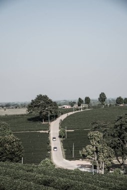 Tayland, Tayland 'da çay çiftliği